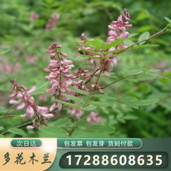 广东广州批发灌木草种多花木兰