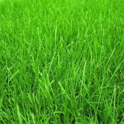 广东广州四季青草坪种子 护坡固土多年生草种
