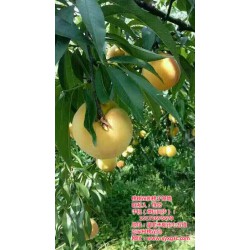 枣阳桃花岛(图),桃树苗种植技术 ,孝感桃树