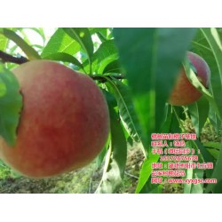 桃树苗种植说明,枣阳桃花岛,潜江桃树苗种植