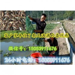 罗城小龙虾指导价格—龙虾种苗报价