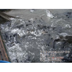 白鲩鱼, 中山市渔夫水产,常州鲩鱼