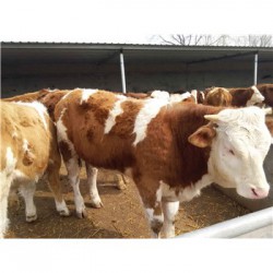 安徽300斤的夏洛莱肉牛犊多少钱